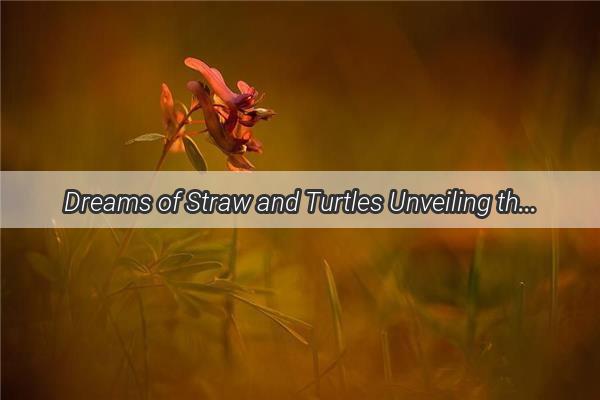 Dreams of Straw and Turtles Unveiling the Mystical Messages Hidden in Your Subconscious